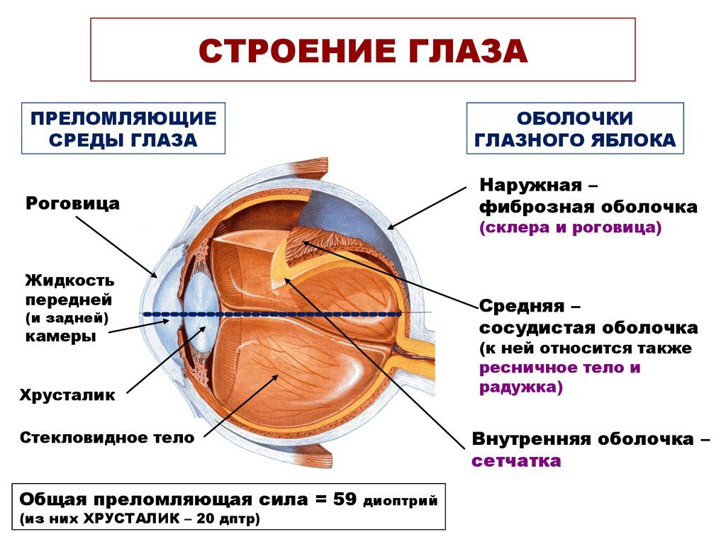 как устроен глаз